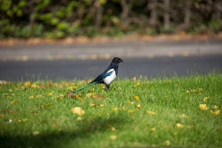 Magpie on the grass