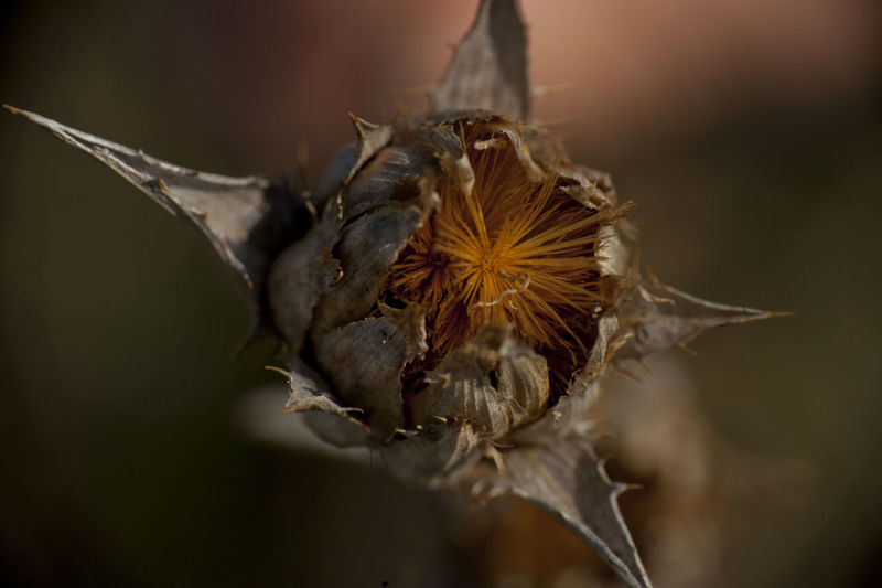 Close-up of dried plant