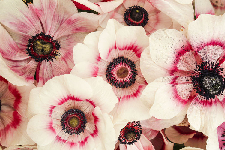 Full frame shot of pink and white flowers