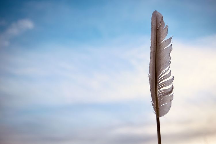Low angle view of feather against sky