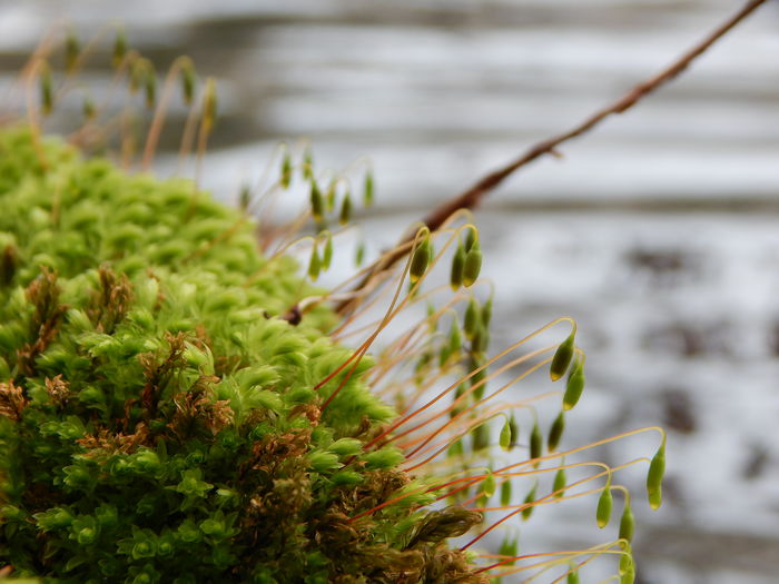 Close-up of fresh green plants in sea