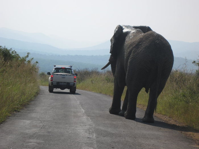 View of elephant on road against sky