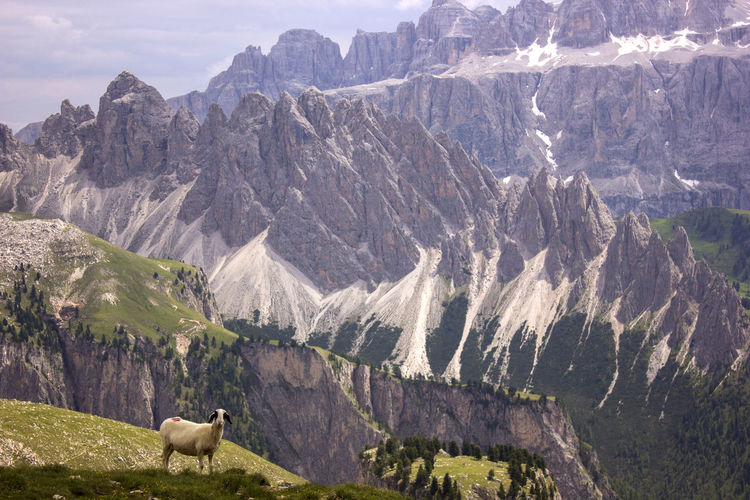 View of sheep on rocky dolomites mountain with a sheep