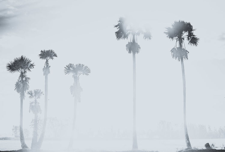 Low angle view of palm trees against sky during foggy weather