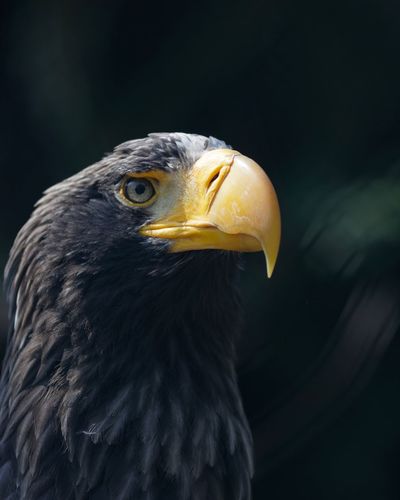 Close-up of eagle looking away