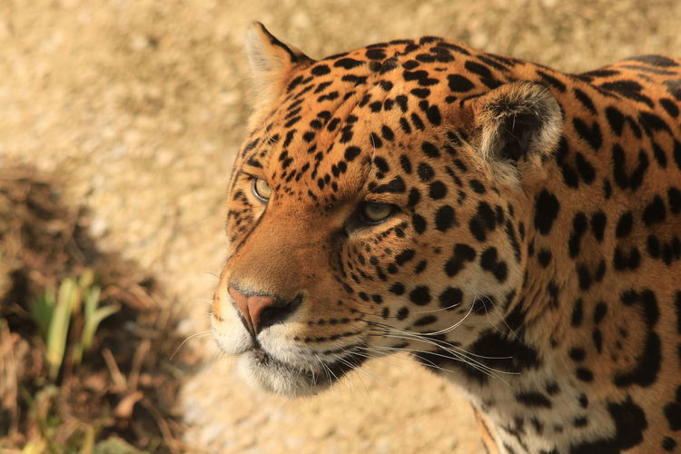 Close-up of jaguar resting at zoo