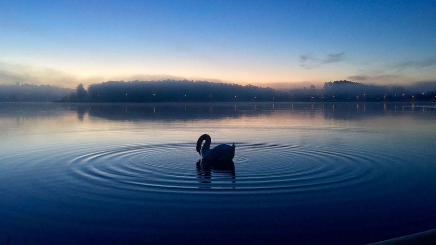 Silhouette bird in a lake