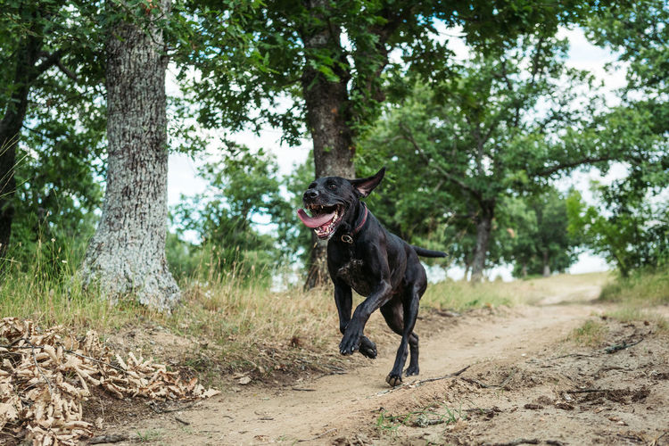 A black dog with an open mouth and a protruding tongue runs on a path in the woods