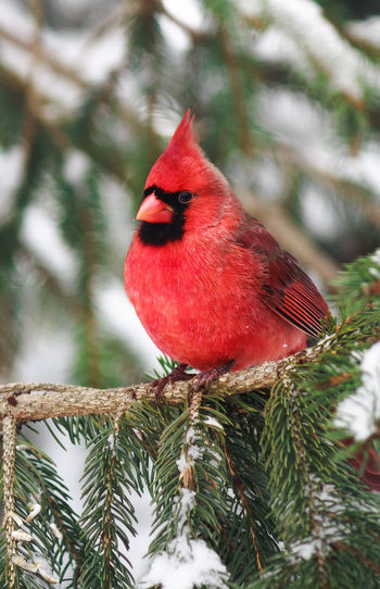 Close-up of northern cardinal perching on branch during winter