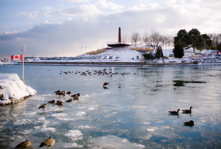 Ducks swimming in lake during winter