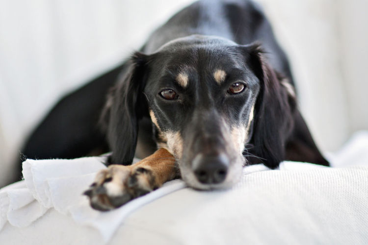 Close-up portrait of dog lying on bed