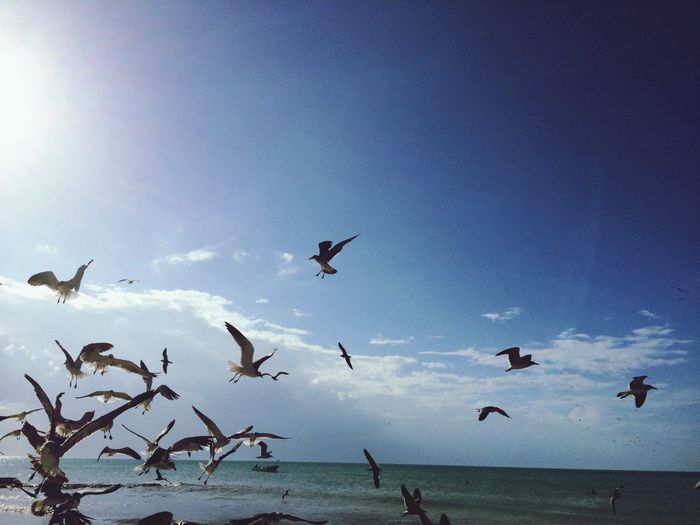 Seagulls flying over sea against blue sky