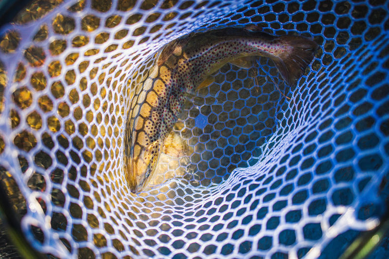 A large brown trout swims in a fishing net in maine