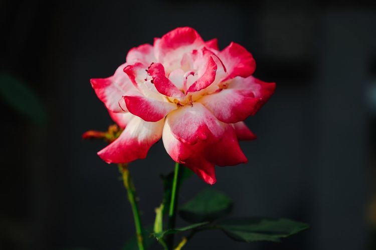 Close-up of pink rose