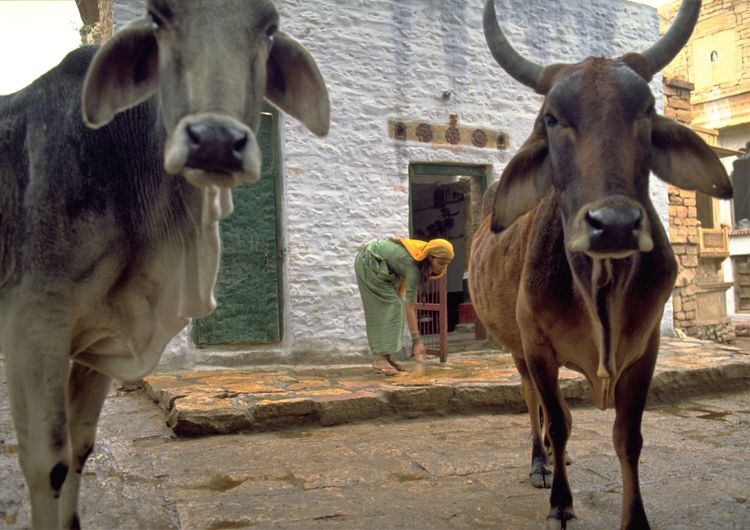 Cows standing outdoors
