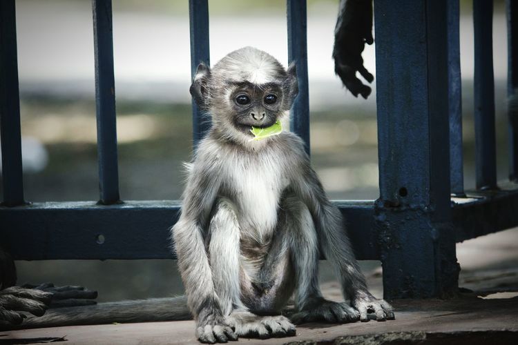 Portrait of young monkey sitting outdoors