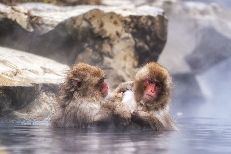 Snow monkeys, japanese macaque, relaxing by the hot spring water in jigokudani monkey park, japan.