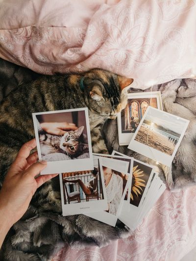Tabby cat lying down comfortably in bed and several retro photos