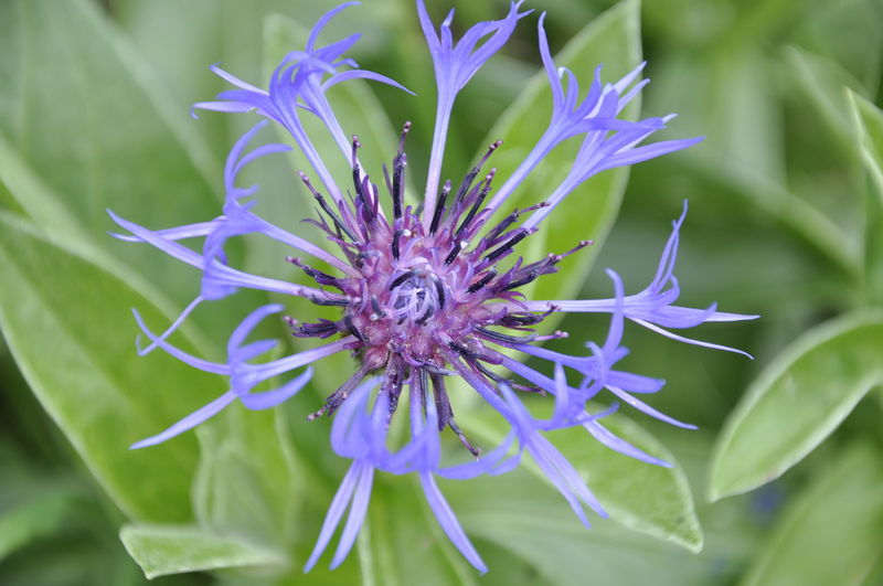 Close-up of purple cornflower blooming outdoors