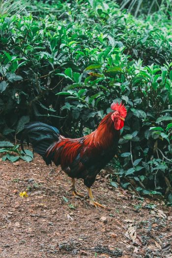 Close-up of rooster on field