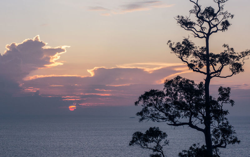 Silhouette tree by sea against sky during sunset