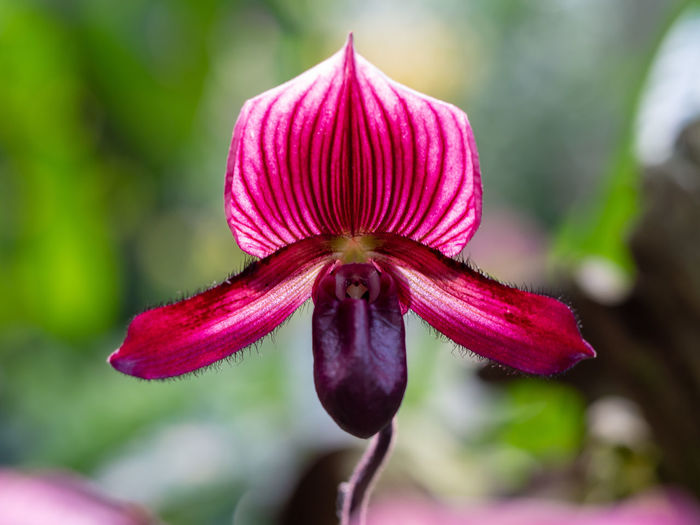 Paphiopedilum maudiae red in singapore orchid garden