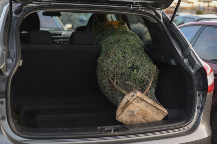 Close-up of christmas tree in car trunk