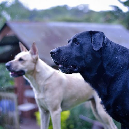 Close-up of dog