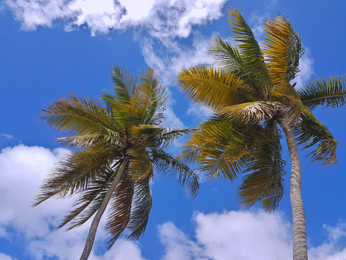 Low angle view of coconut palm tree against sky