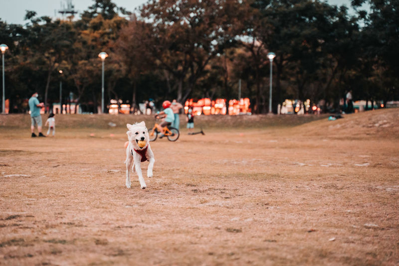 Dog playing at park during sunset