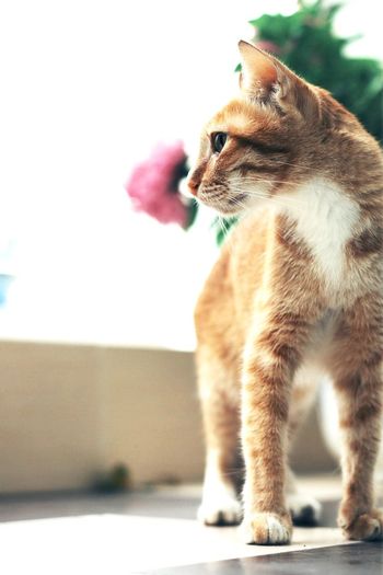 Close-up of cat