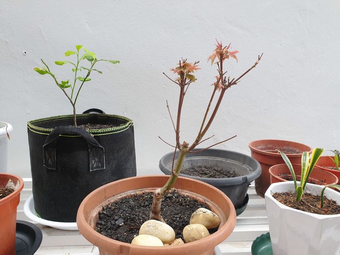 Close-up of potted plants on table against wall