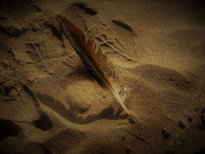 High angle view of feather on sand