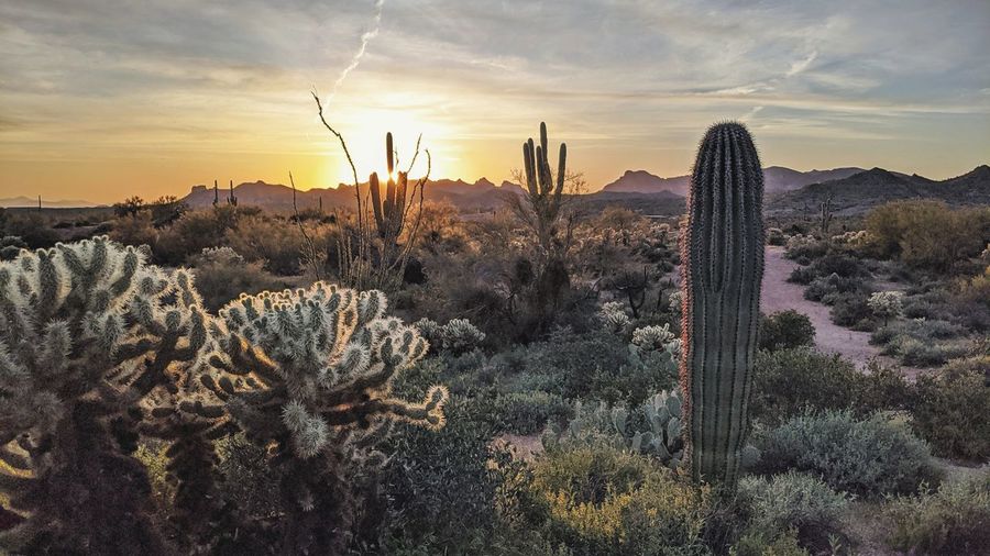 Cactus plants growing on land against sky during sunset