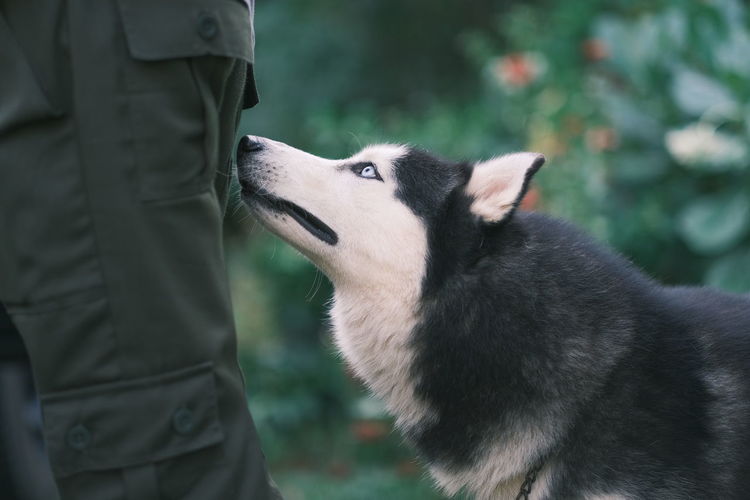 Siberian husky of person with dog standing on field