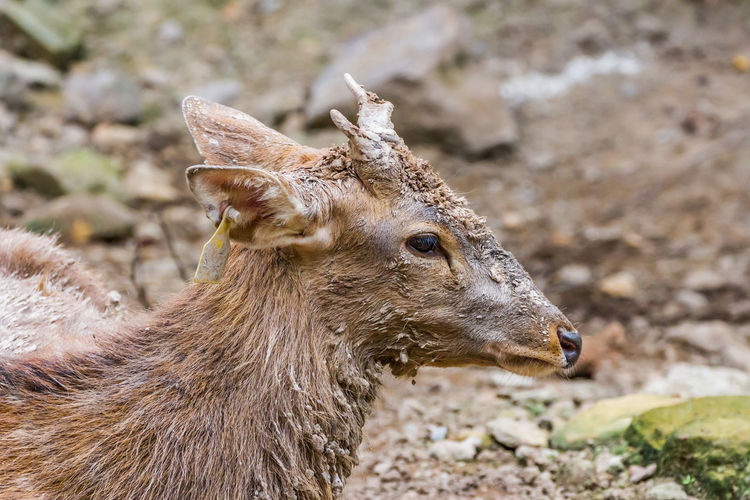Close-up of silka deer on land