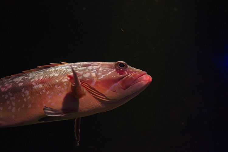 Fish in tank seen through glass