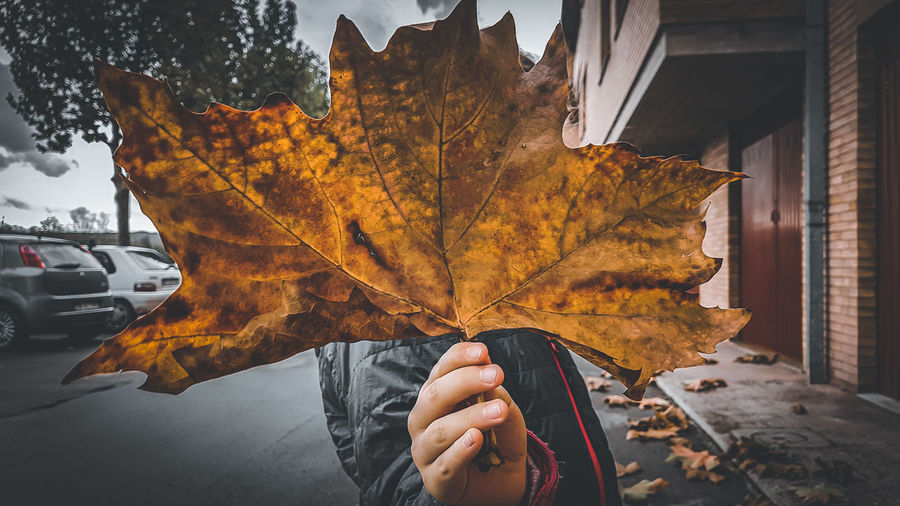 Person holding maple leaves during autumn
