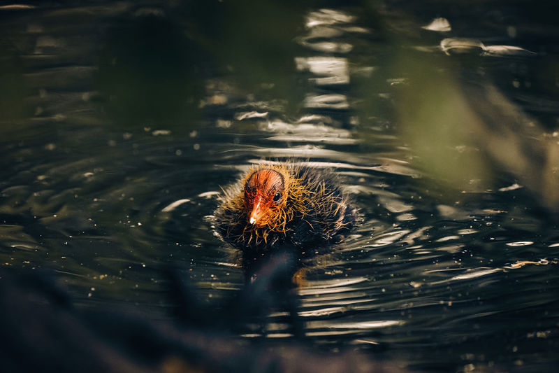 High angle view of a bird in lake