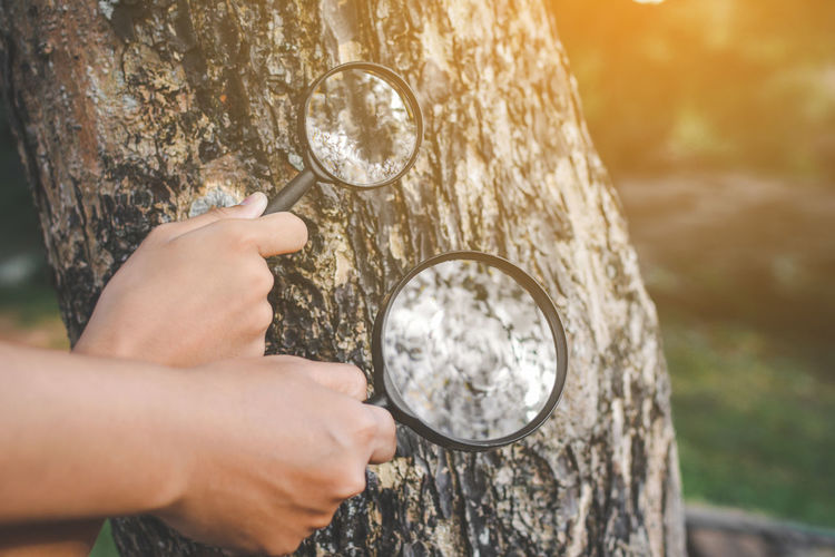 Cropped hands of people holding magnifying glass over tree in forest