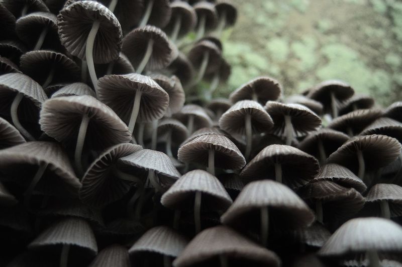 Low angle view of mushrooms growing on field