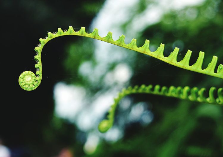 Close-up of fern leaves