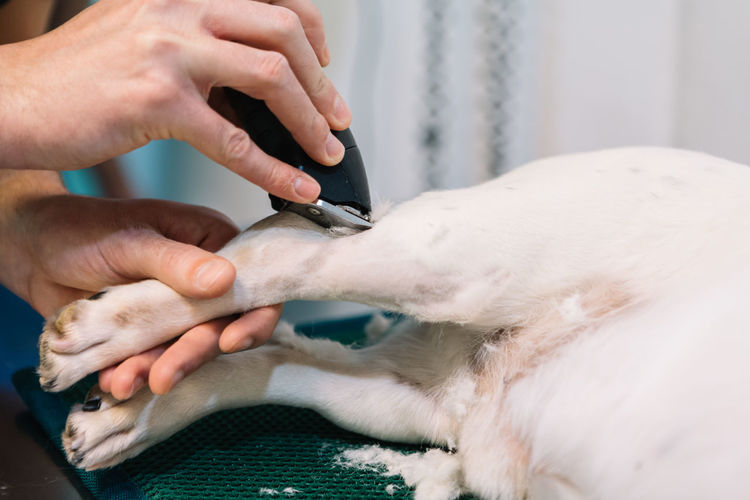 Side view of male vet doctor trimming fur from paw of dog for operation in veterinary clinic