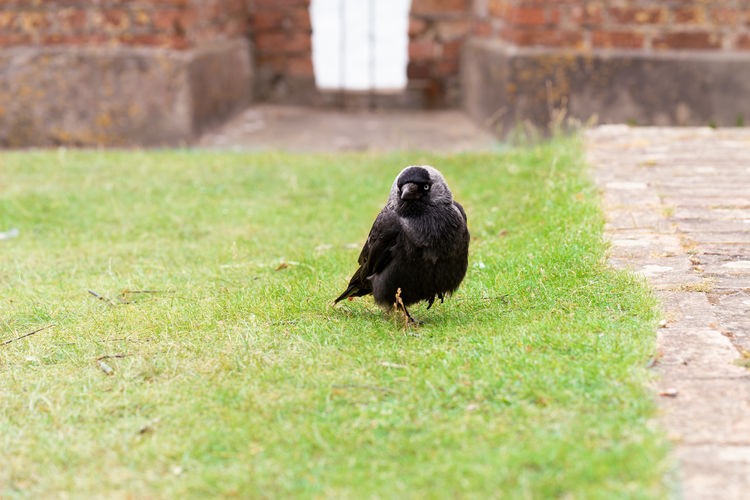  front view of a western jackdaw, crow family bird sitting on a lawn with green grass