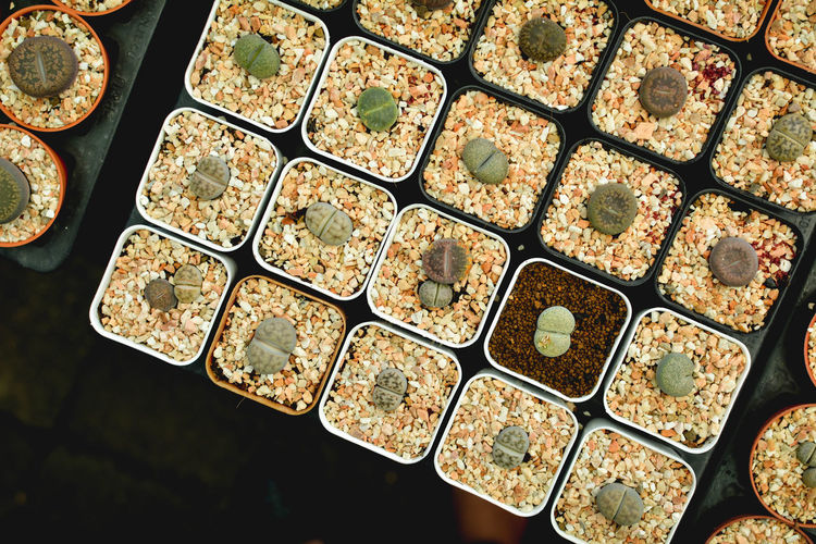 Directly above shot of saplings in seedling tray