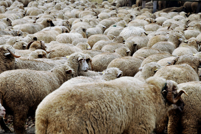 Herd of sheep gathering in transylvania