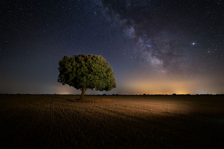 Plant growing on field against sky at night