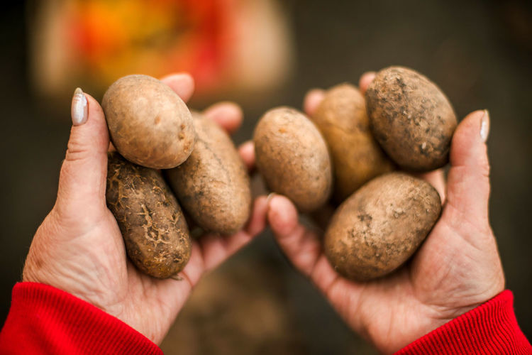 Close-up of hand holding potatoes