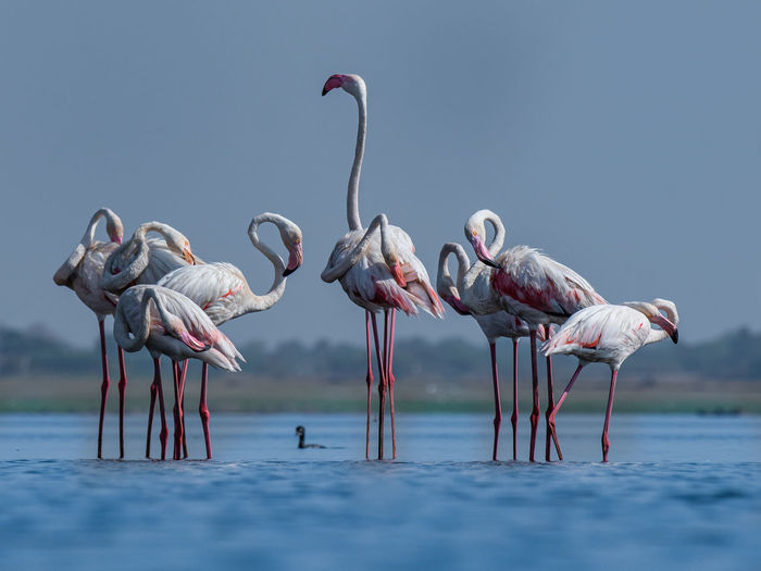 A folk of greater flamingos soaking in sunlight