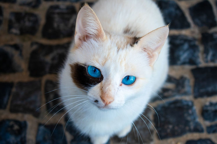 Close-up portrait of cat relaxing on footpath 